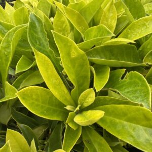 Hymenosporum Gold Nugget