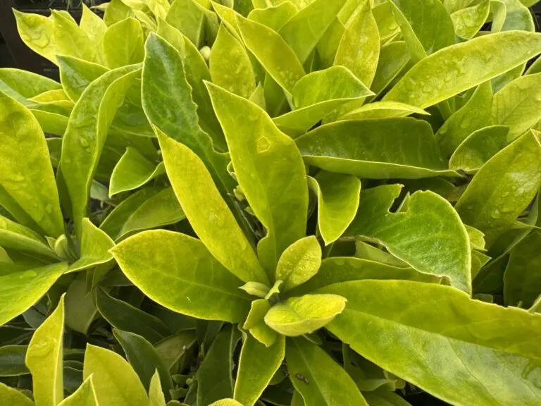Hymenosporum Gold Nugget