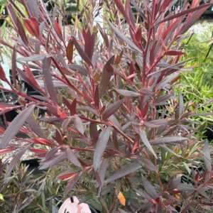 Leptospermum Starry Night
