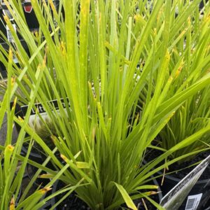 Lomandra Lime Wave