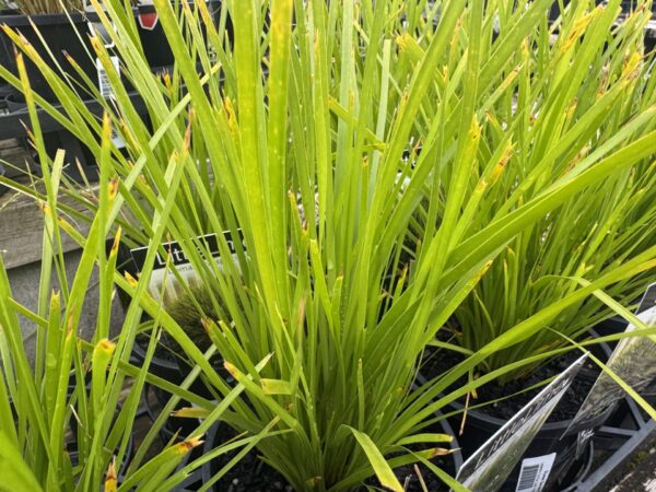 Lomandra Lime Wave