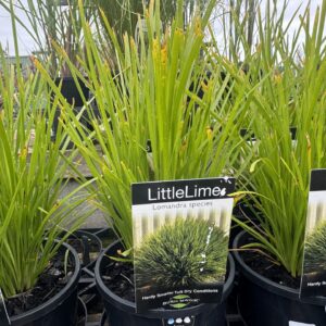 Lomandra Little Lime