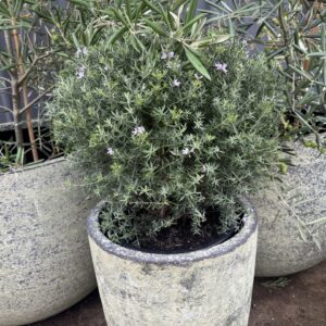 Westringia Wynyabbie Gem balls