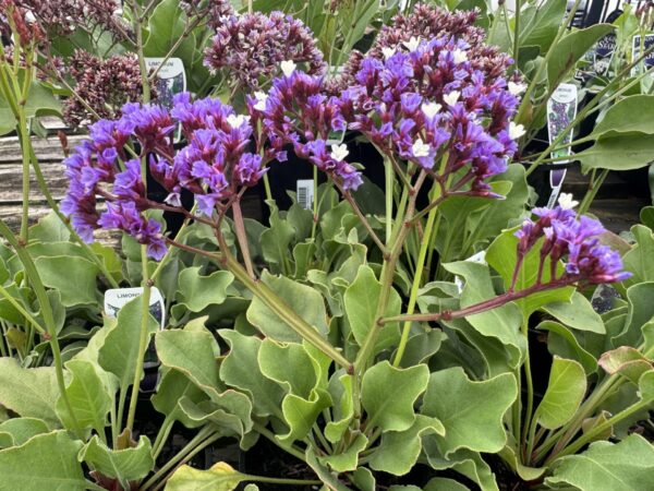 Sea Lavender - Image 2