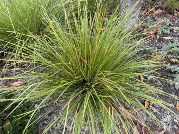 Lomandra Tanika