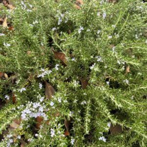 Creeping Rosemary