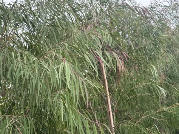 Burgundy Willow Myrtle - Image 2