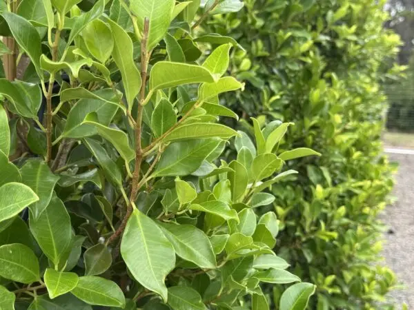 Ficus Flash