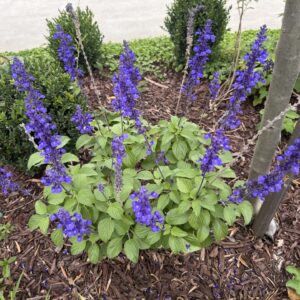 Salvia Mystic Spires Blue