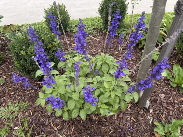 Salvia Mystic Spires Blue