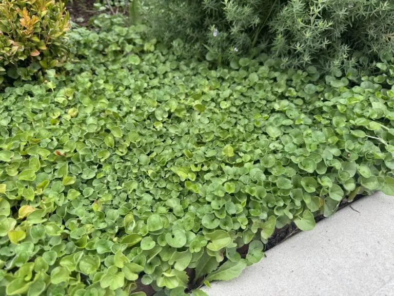 Dichondra Emerald Falls