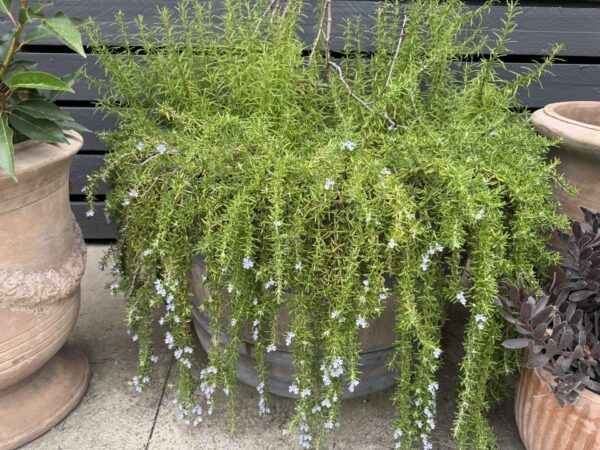 Creeping Rosemary - Image 2