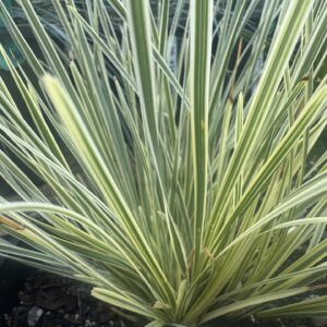 Lomandra White Sands