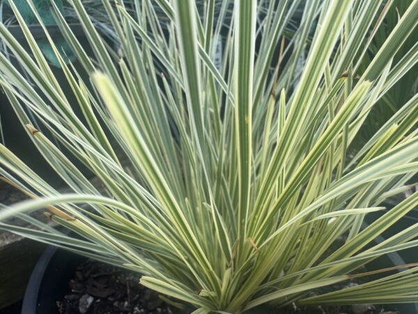 Lomandra White Sands