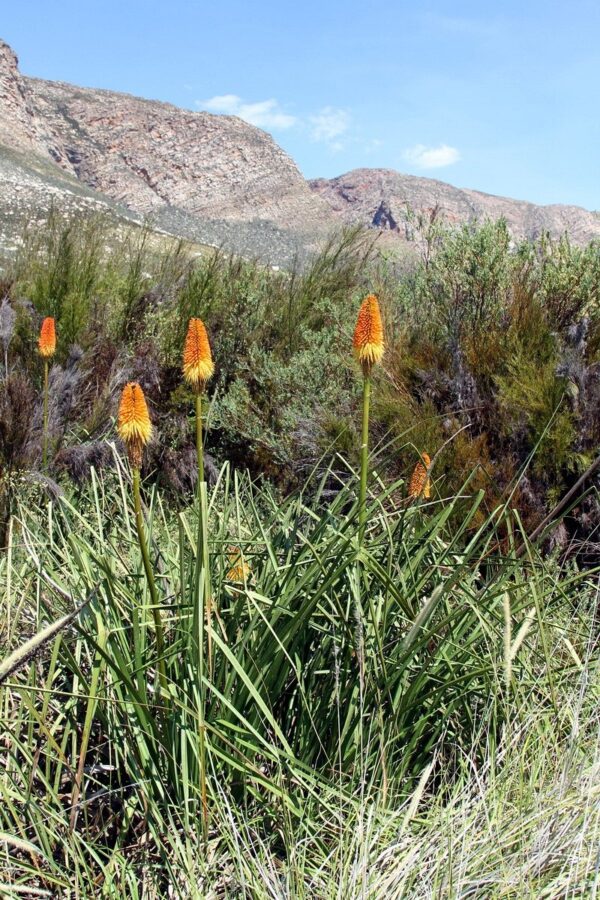 Kniphofia Scorched Corn