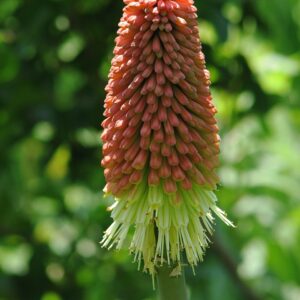 Red Hot Poker
