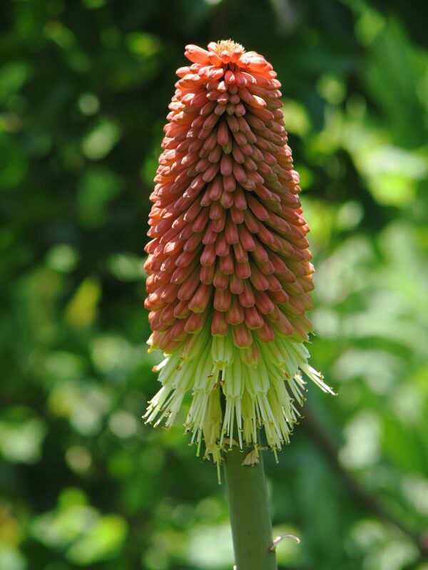 Red Hot Poker