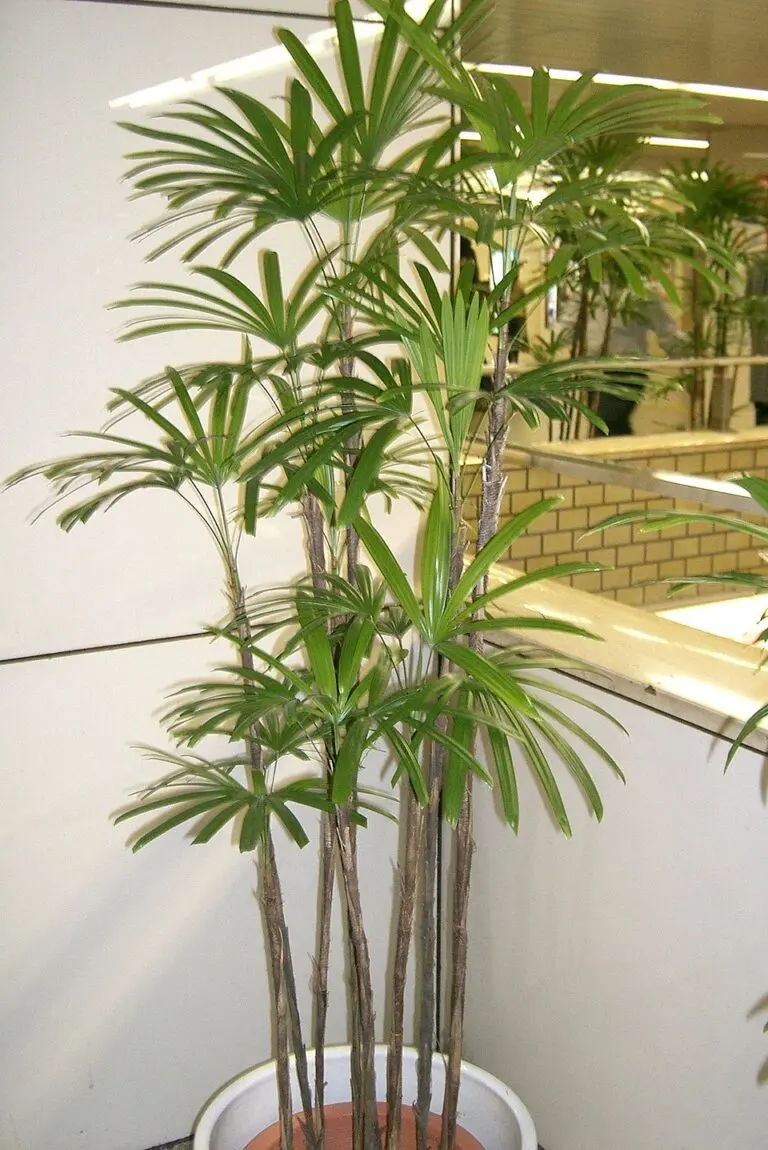 Lady Palm