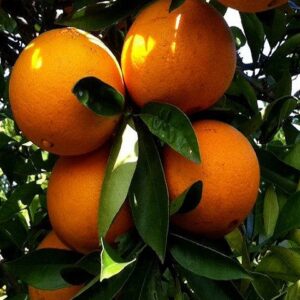 Lanes Late Navel Orange Dwarf