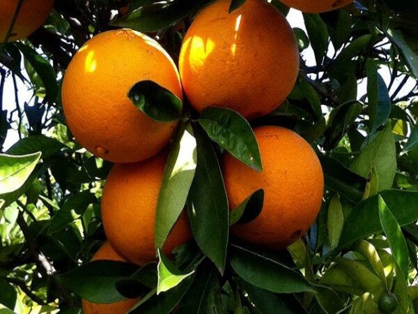 Lanes Late Navel Orange Dwarf
