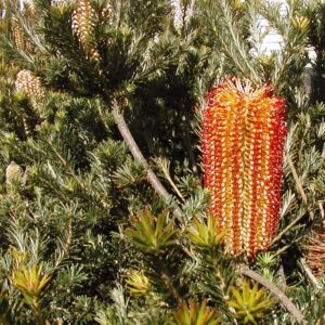 Lantern Banksia