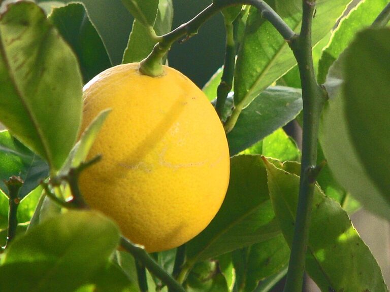 Lemon Meyer
