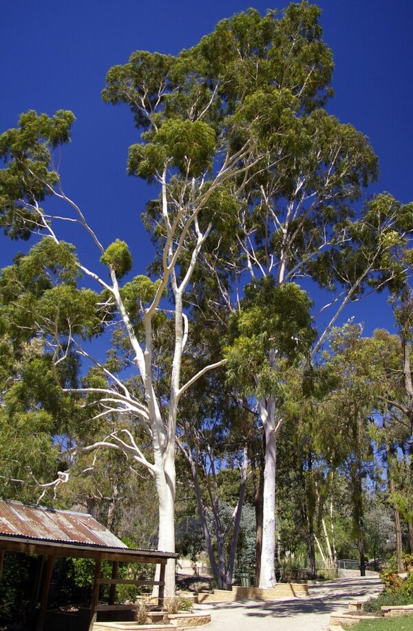 Lemon scented Gum