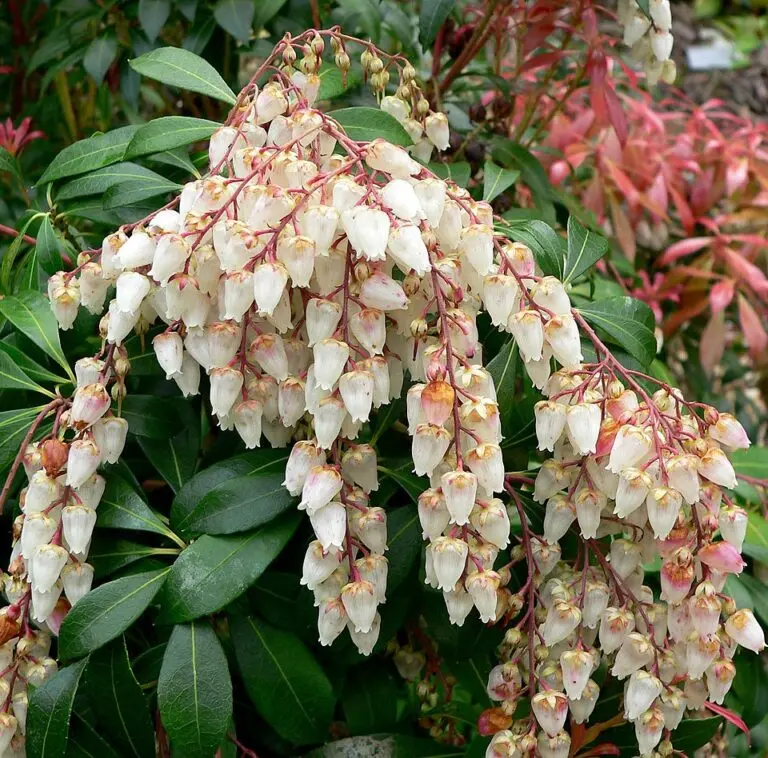 Lily of the Valley Bush