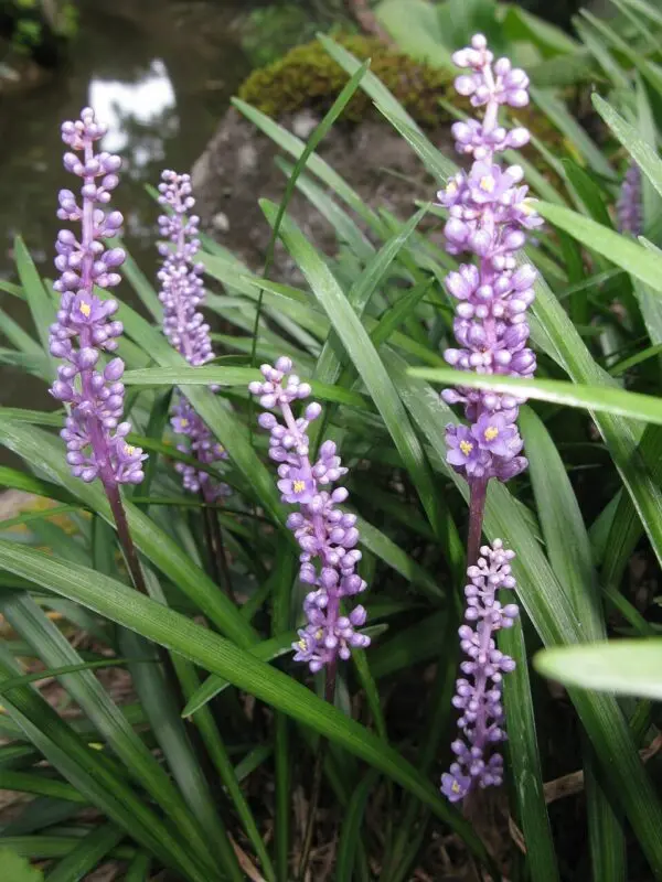 Liriope Evergreen Giant