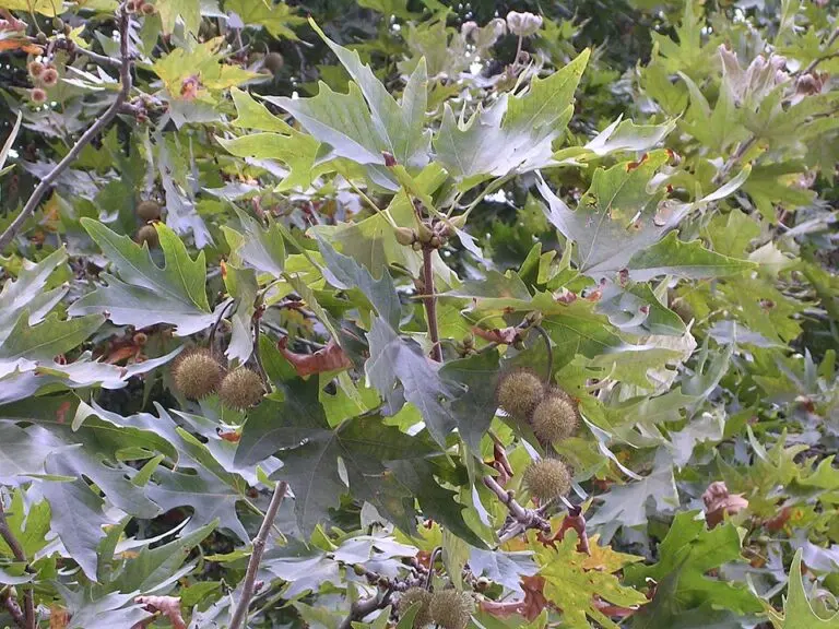 London Plane Tree