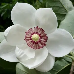 Magnolia Fairy