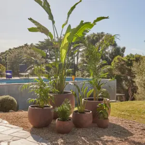 Plain Mega Belly Pot