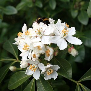 Mexican Orange Blossom
