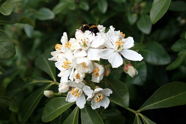 Mexican Orange Blossom