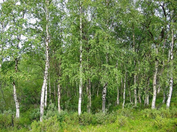 Moss White Silver Birch