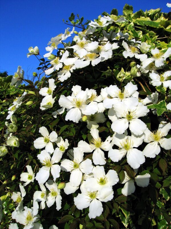 Mountain Clematis