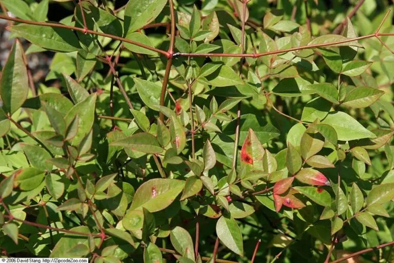 Nandina Moon Bay