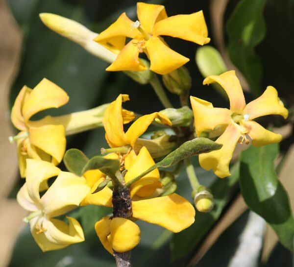 Hymenosporum Lushious