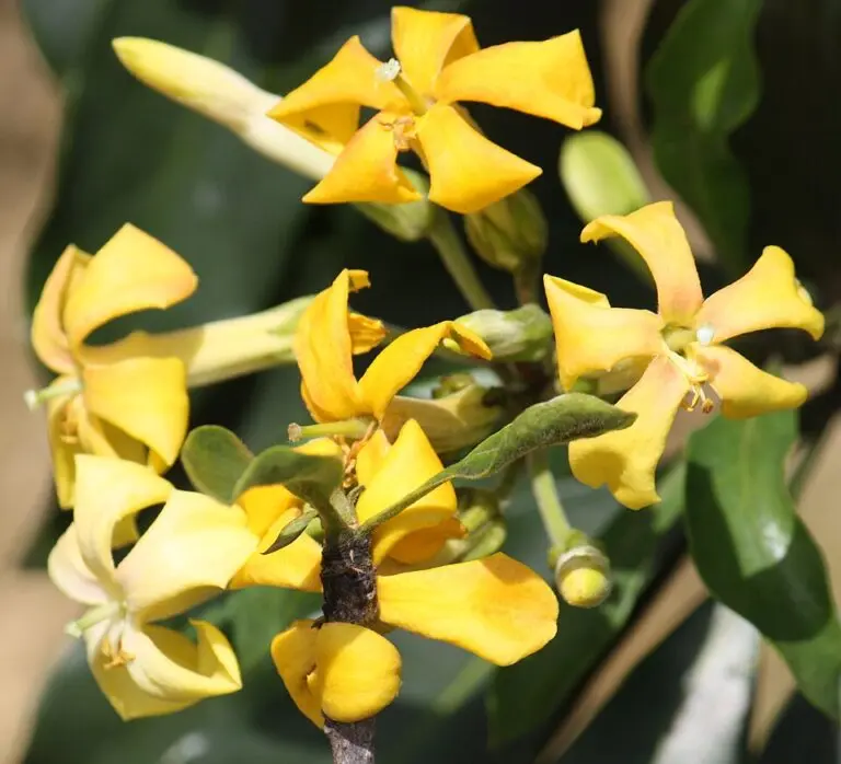 Hymenosporum Lushious