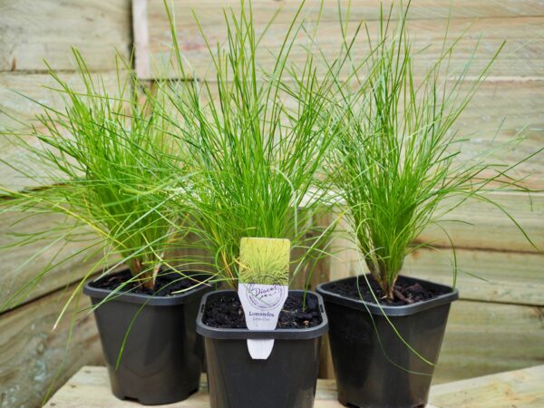 Lomandra Little Con
