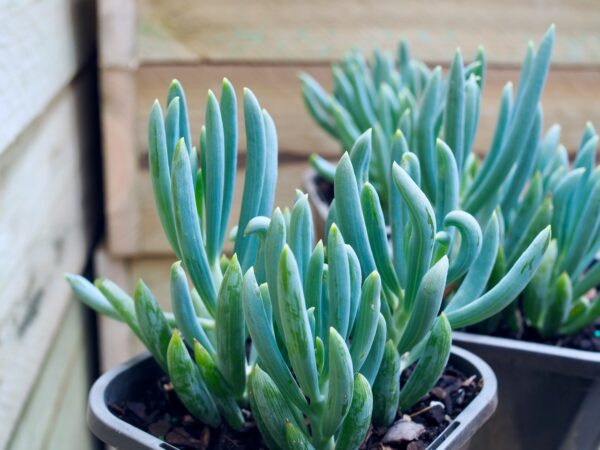 Blue Chalksticks