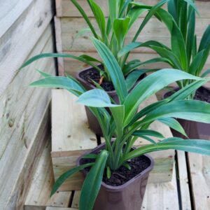 Arthropodium Matapouri Bay