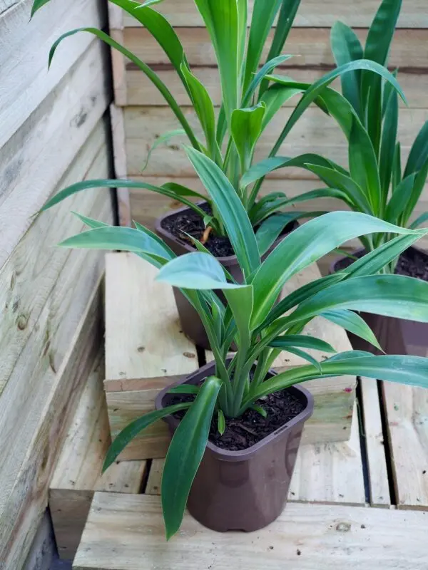 Arthropodium Matapouri Bay