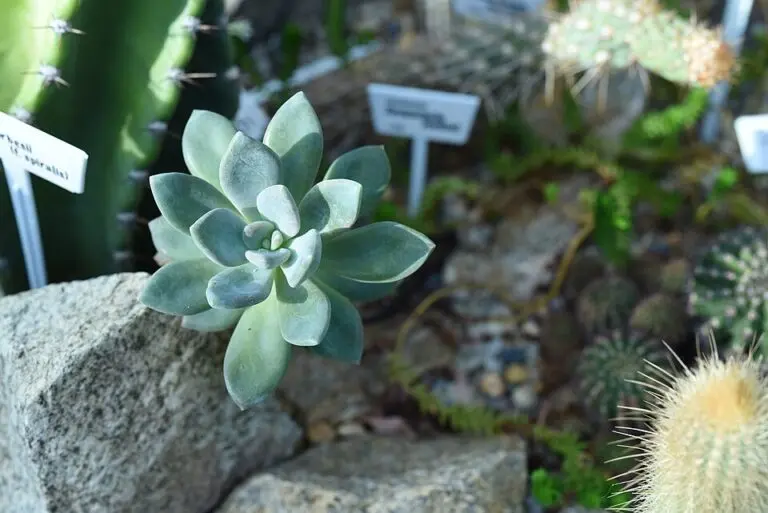 Pachyveria Exotica