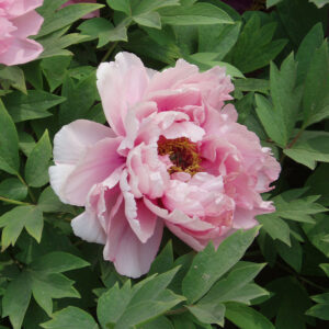 Paeonia Coral Charm