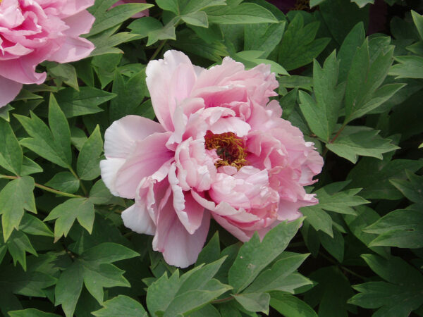 Paeonia Coral Charm