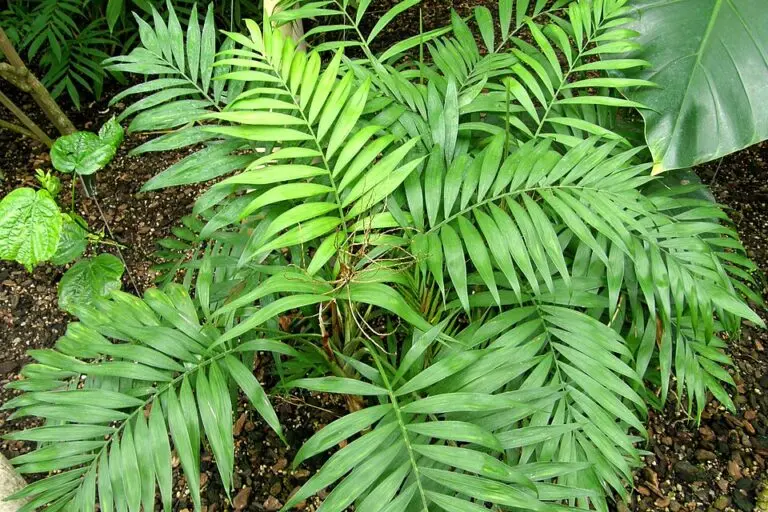 Parlour Palm