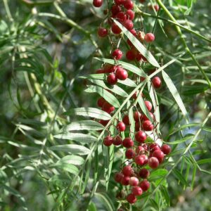 Pepper Tree