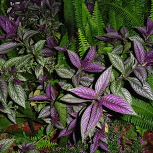 Persian Shield