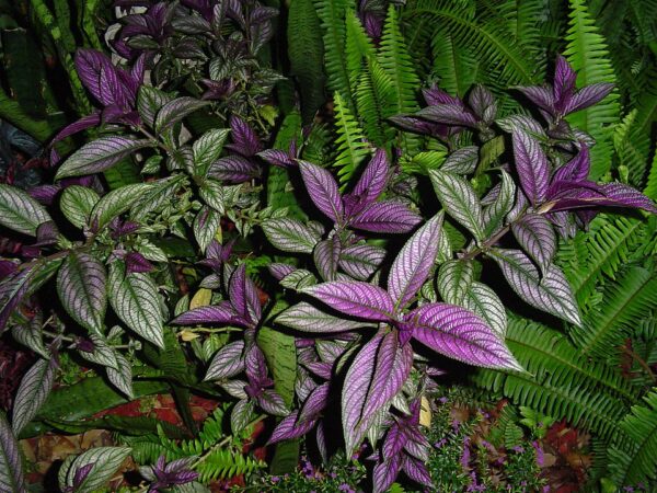 Persian Shield